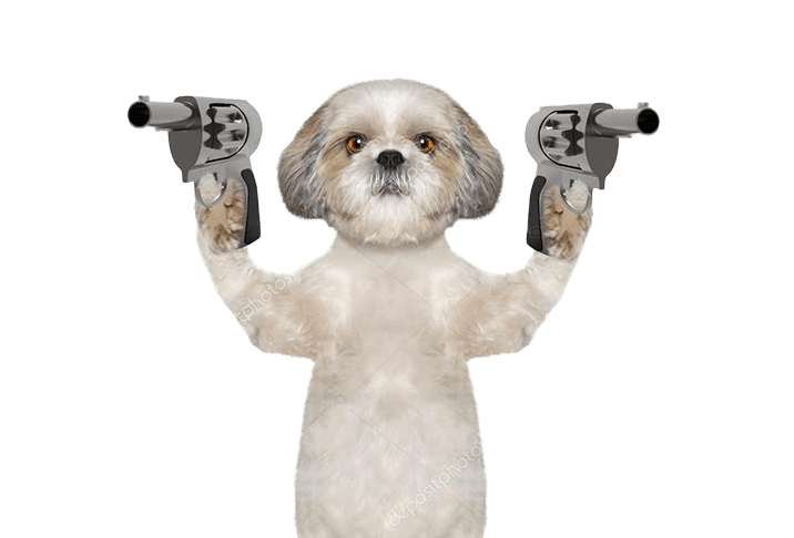 Dog lifting weights