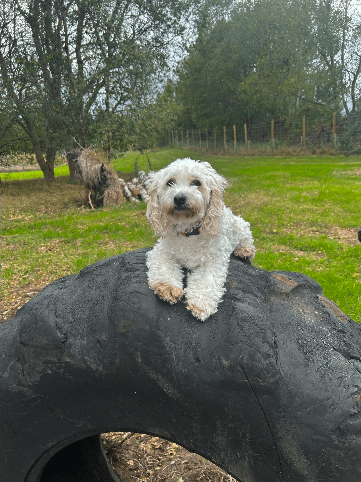 Dog facing camera in tall grass